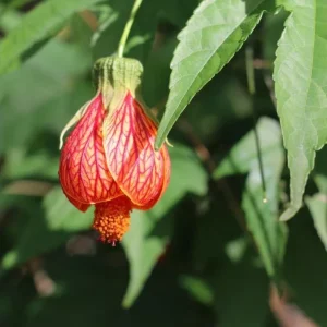 Abutilon Orange Tiger Live Plant - Bell Hibiscus Starter, 4-6 Inch Tall - Image 8