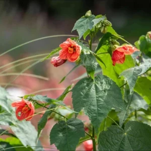 Abutilon Orange Tiger Live Plant - Bell Hibiscus Starter, 4-6 Inch Tall - Image 9