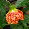 Abutilon Orange Tiger Live Plant - Bell Hibiscus Starter, 4-6 Inch Tall - Image 1
