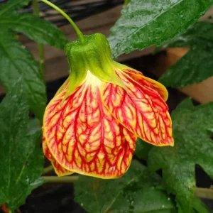 Abutilon Orange Tiger Live Plant - Bell Hibiscus Starter, 4-6 Inch Tall - Image 1