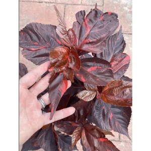 Acalypha Chenille Copper Live Starter Plant – 4-8 Inch Tall – Pack of 2 - Image 5