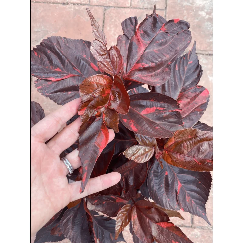 Acalypha Chenille Copper Live Starter Plant – 4-8 Inch Tall – Pack of 2 - Image 5