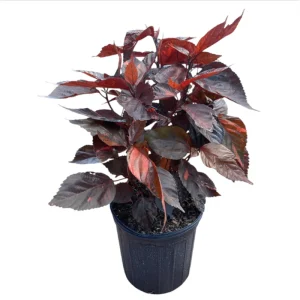 Acalypha Chenille Copper Live Starter Plant – 4-8 Inch Tall – Pack of 2 - Image 1