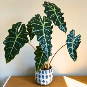 Alocasia Amazonica Live Plant – African Mask Houseplant – 2 Feet Tall Indoor Tropical Foliage - Image 3