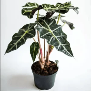 Alocasia Amazonica Live Plant – African Mask Houseplant – 2 Feet Tall Indoor Tropical Foliage - Image 4