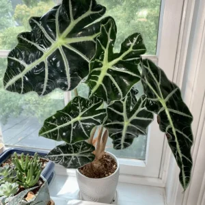 Alocasia Amazonica Live Plant – African Mask Houseplant – 2 Feet Tall Indoor Tropical Foliage - Image 5
