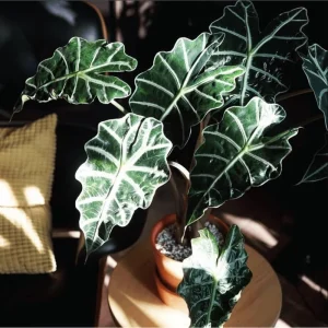 Alocasia Amazonica Live Plant – African Mask Houseplant – 2 Feet Tall Indoor Tropical Foliage - Image 6