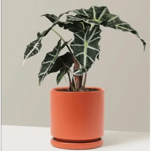 Alocasia Amazonica Live Plant – African Mask Houseplant – 2 Feet Tall Indoor Tropical Foliage - Image 7