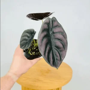 Alocasia Cuprea Red Secret Live Plant - Metallic Copper Foliage for Terrariums, 5-9 Inch Tall - Image 4