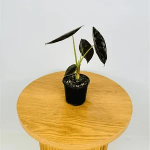 Alocasia Cuprea Red Secret Live Plant - Metallic Copper Foliage for Terrariums, 5-9 Inch Tall - Image 6