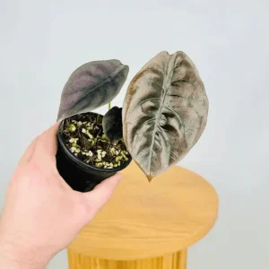 Alocasia Cuprea Red Secret Live Plant - Metallic Copper Foliage for Terrariums, 5-9 Inch Tall - Image 7