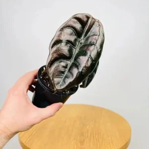 Alocasia Cuprea Red Secret Live Plant – Rare Metallic Copper Foliage for Indoor Terrariums – 5-9 Inch Tall Starter Plant - Image 10