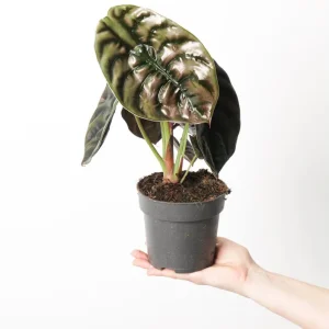 Alocasia Cuprea Red Secret Live Plant – Rare Metallic Copper Foliage for Indoor Terrariums – 5-9 Inch Tall Starter Plant - Image 2