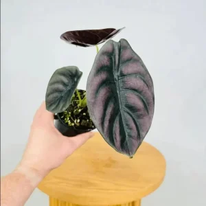 Alocasia Cuprea Red Secret Live Plant – Rare Metallic Copper Foliage for Indoor Terrariums – 5-9 Inch Tall Starter Plant - Image 3