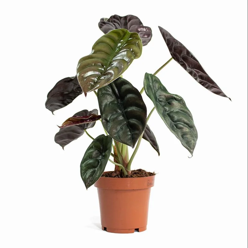 Alocasia Cuprea Red Secret Live Plant – Rare Metallic Copper Foliage for Indoor Terrariums – 5-9 Inch Tall Starter Plant - Image 4