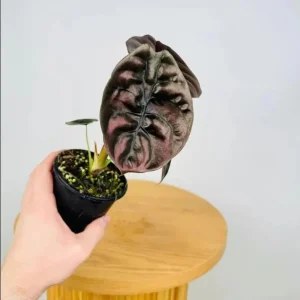 Alocasia Cuprea Red Secret Live Plant – Rare Metallic Copper Foliage for Indoor Terrariums – 5-9 Inch Tall Starter Plant - Image 5