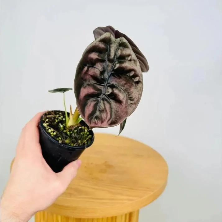 Alocasia Cuprea Red Secret Live Plant – Rare Metallic Copper Foliage for Indoor Terrariums – 5-9 Inch Tall Starter Plant - Image 5