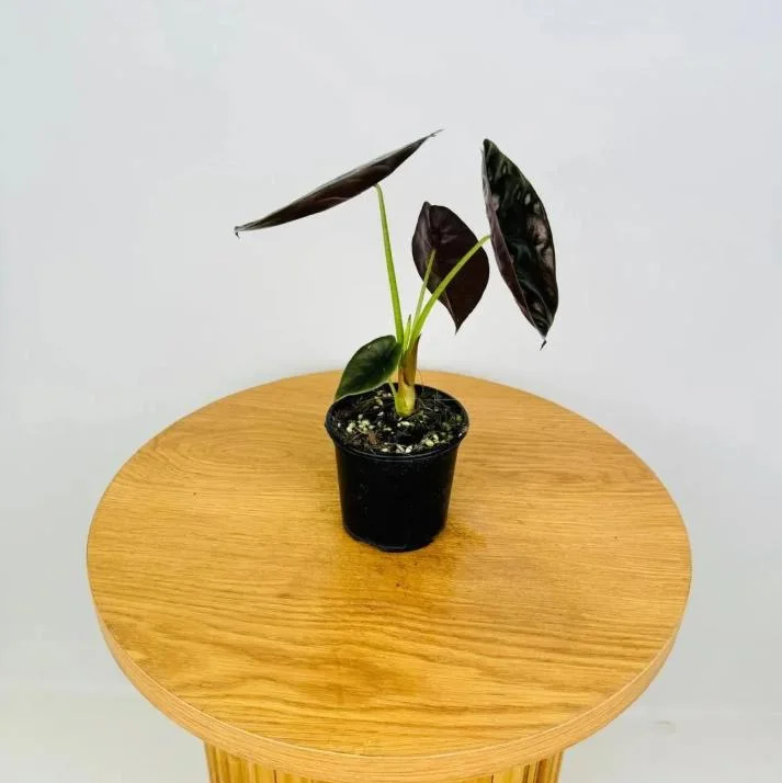 Alocasia Cuprea Red Secret Live Plant – Rare Metallic Copper Foliage for Indoor Terrariums – 5-9 Inch Tall Starter Plant - Image 6