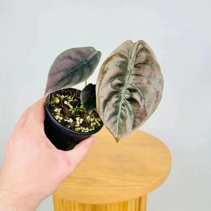 Alocasia Cuprea Red Secret Live Plant – Rare Metallic Copper Foliage for Indoor Terrariums – 5-9 Inch Tall Starter Plant - Image 7
