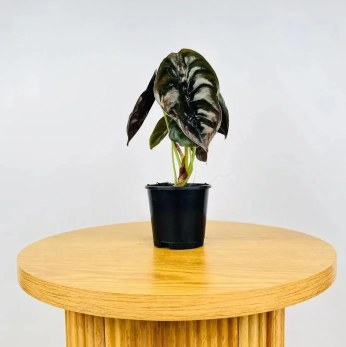 Alocasia Cuprea Red Secret Live Plant – Rare Metallic Copper Foliage for Indoor Terrariums – 5-9 Inch Tall Starter Plant - Image 9