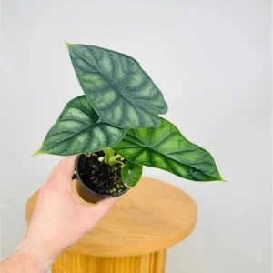 Alocasia Dragon Scale Live Plant - Jewel Alocasia Houseplant, 5-9 Inch Tall - Image 2