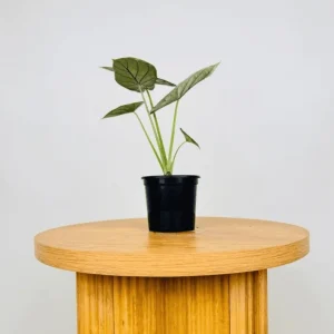 Alocasia Dragon Scale Live Plant - Jewel Alocasia Houseplant, 5-9 Inch Tall - Image 3