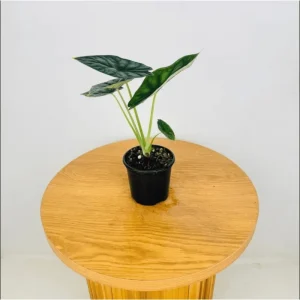 Alocasia Dragon Scale Live Plant - Jewel Alocasia Houseplant, 5-9 Inch Tall - Image 4