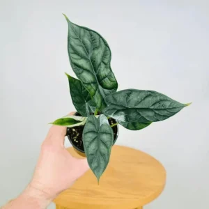 Alocasia Dragon Scale Live Plant - Jewel Alocasia Houseplant, 5-9 Inch Tall - Image 5