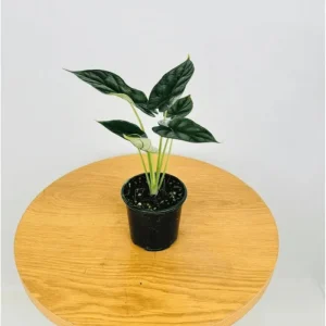 Alocasia Dragon Scale Live Plant - Jewel Alocasia Houseplant, 5-9 Inch Tall - Image 6