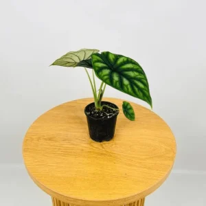 Alocasia Dragon Scale Live Plant - Jewel Alocasia Houseplant, 5-9 Inch Tall - Image 7