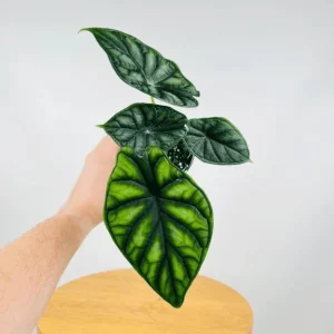 Alocasia Dragon Scale Live Plant - Jewel Alocasia Houseplant, 5-9 Inch Tall - Image 1