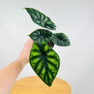Alocasia Dragon Scale Live Plant - Jewel Alocasia Starter - 5-9 Inch Tall - Image 2