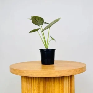 Alocasia Dragon Scale Live Plant - Jewel Alocasia Starter - 5-9 Inch Tall - Image 3