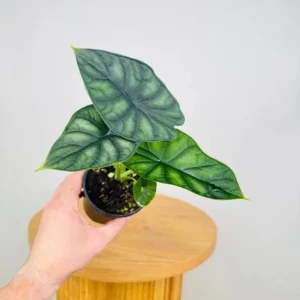 Alocasia Dragon Scale Live Plant - Jewel Alocasia Starter - 5-9 Inch Tall - Image 4