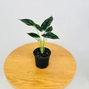 Alocasia Dragon Scale Live Plant - Jewel Alocasia Starter - 5-9 Inch Tall - Image 5