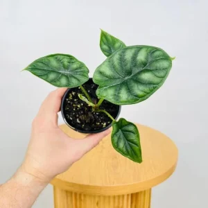 Alocasia Dragon Scale Live Plant - Jewel Alocasia Starter - 5-9 Inch Tall - Image 6