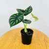 Alocasia Dragon Scale Live Plant - Jewel Alocasia Starter - 5-9 Inch Tall - Image 1