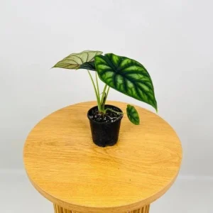 Alocasia Dragon Scale Live Plant - Jewel Alocasia Starter - 5-9 Inch Tall - Image 9