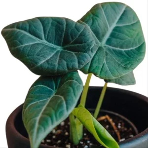 Alocasia Maharani Live Plant - Grey Dragon Jewel Houseplant - 5-9 Inch Tall - Image 2