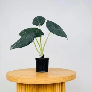 Alocasia Maharani Live Plant - Grey Dragon Jewel Houseplant - 5-9 Inch Tall - Image 3