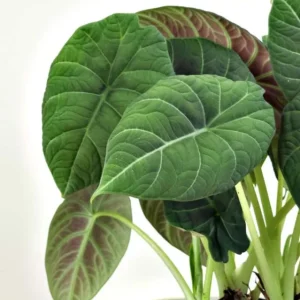 Alocasia Maharani Live Plant - Grey Dragon Jewel Houseplant - 5-9 Inch Tall - Image 5