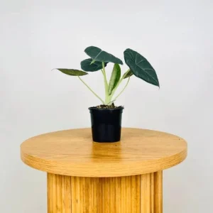 Alocasia Maharani Live Plant - Grey Dragon Jewel Houseplant - 5-9 Inch Tall - Image 6