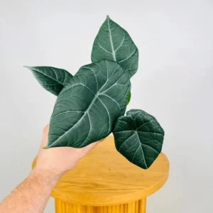 Alocasia Maharani Live Plant - Grey Dragon Jewel Houseplant - 5-9 Inch Tall - Image 7