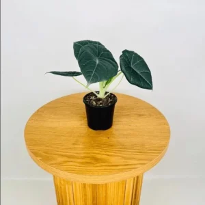 Alocasia Maharani Live Plant - Grey Dragon Jewel Houseplant - 5-9 Inch Tall - Image 8