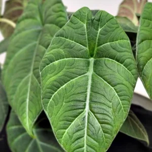 Alocasia Maharani Live Plant - Grey Dragon Jewel Houseplant - 5-9 Inch Tall - Image 9