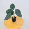 Alocasia Maharani Live Plant - Grey Dragon Jewel Houseplant - 5-9 Inch Tall - Image 1
