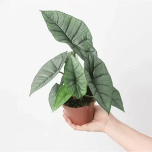 Alocasia Platinum Live Plant – Rare Blue Silver Foliage – 5-9 Inch Tall Indoor Houseplant - Image 5