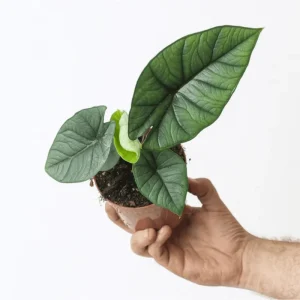 Alocasia Platinum Live Plant – Rare Blue Silver Foliage – 5-9 Inch Tall Indoor Houseplant - Image 7