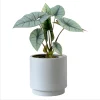 Alocasia Platinum Live Plant – Rare Blue Silver Foliage – 5-9 Inch Tall Indoor Houseplant - Image 1