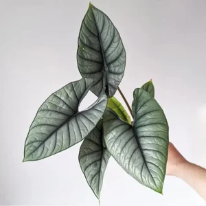 Alocasia Platinum Live Plant - Rare Blue Silver Indoor Foliage, 5–9 Inch - Image 2